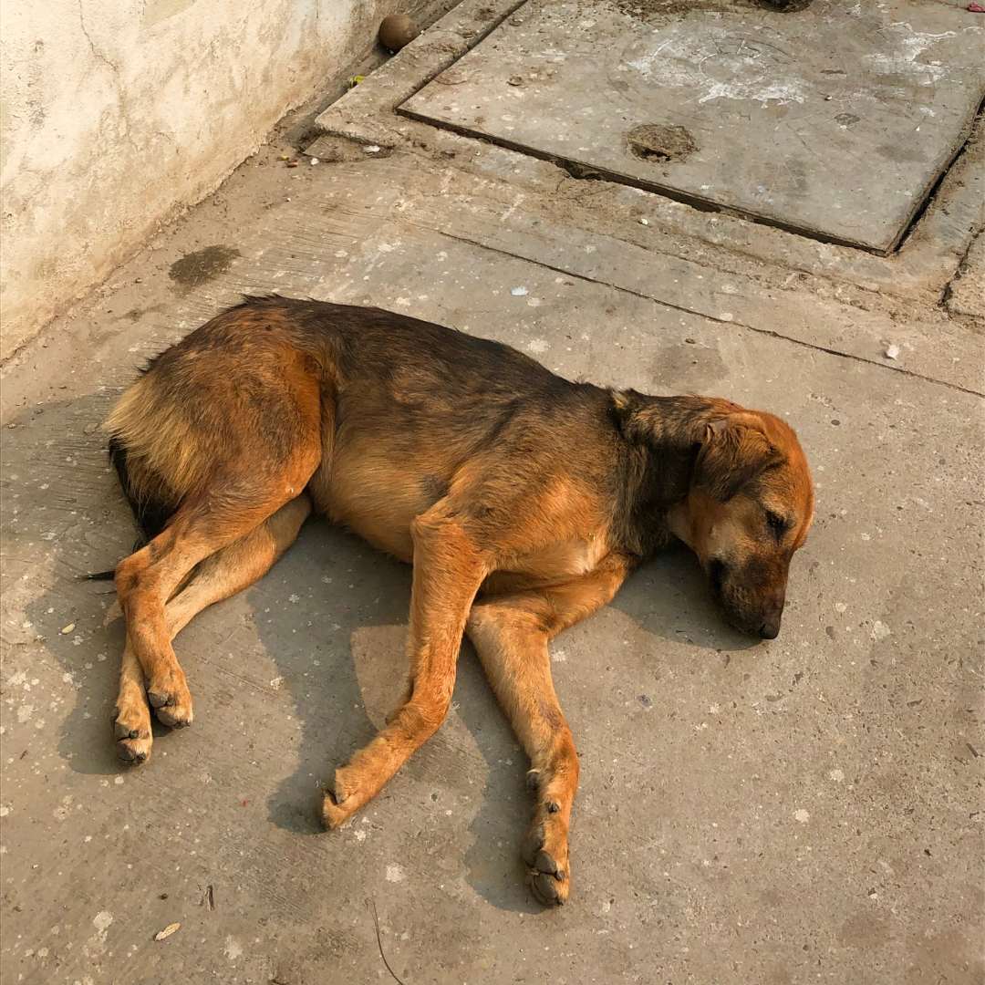 Weak dog lying on the concrete street after licking pet waste