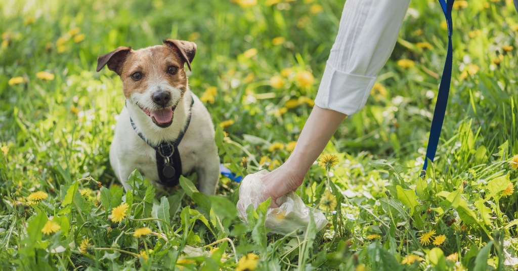 na frente de um cachorro, há um braço feminino com saco plástico recolhendo dejetos de animais de estimação, cocô de cachorro em uma pastagem.