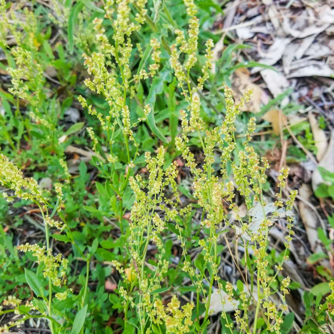 Sheep's Sorrel for Pets (Rumex acetosella)