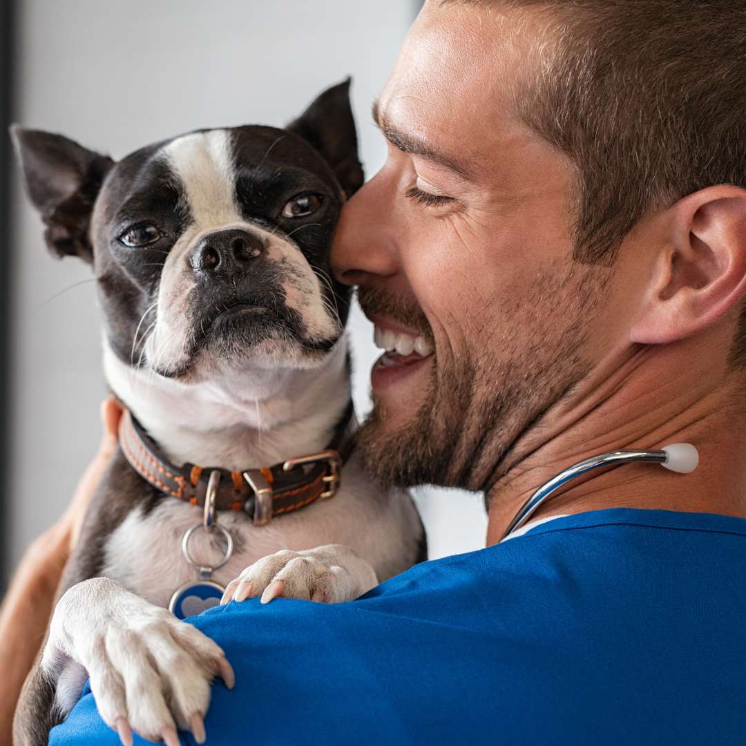 smiling male vet in blue uniform cuddling boston terrier breed dog after sheep's sorrel for pets