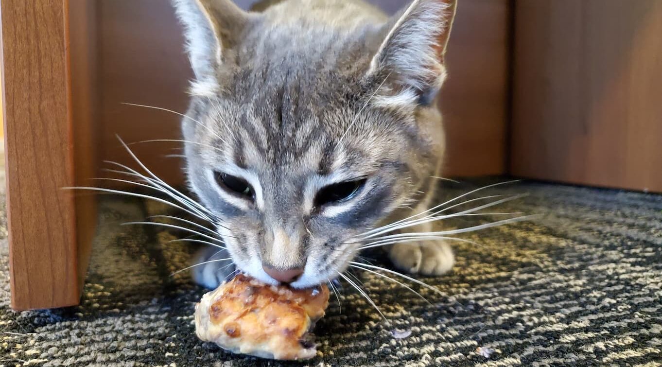 Grey short-haired cat eating the tuna and blueberry scone from this scone recipe for pets