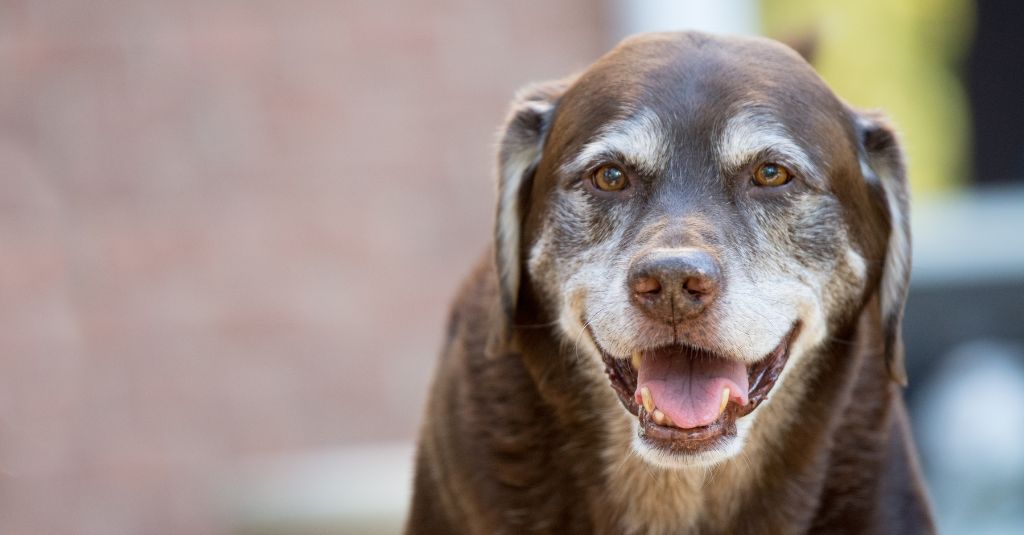 An old dog who seems happy