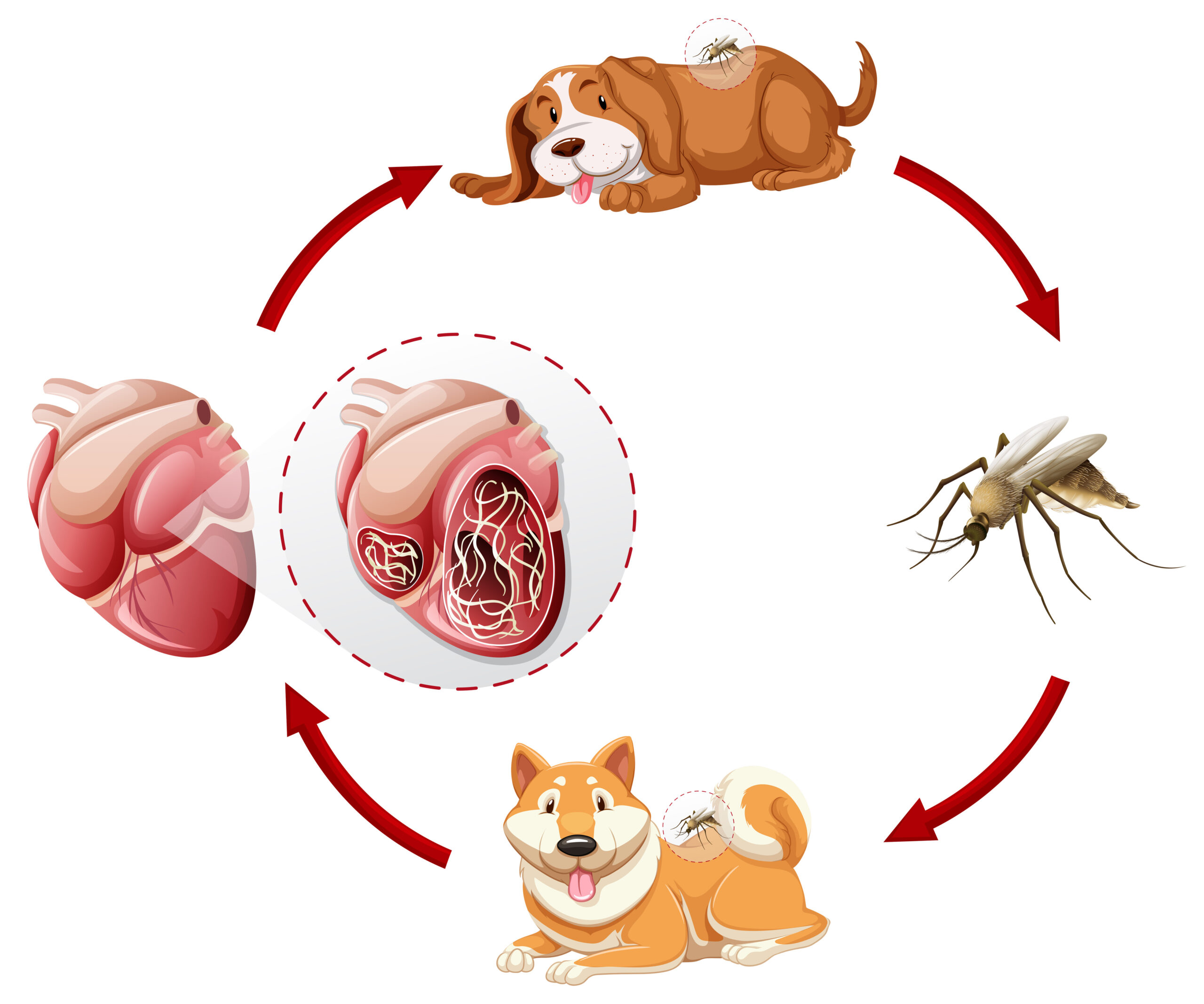 Heartworm disease in pets heartworm life cycle chart illustration