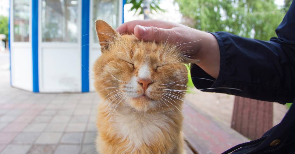 A cat receiving a pet from a human