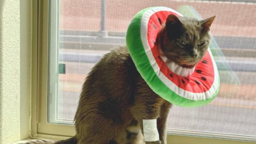 A cat with a plush recovery cone around its neck and a bandage on its arm.