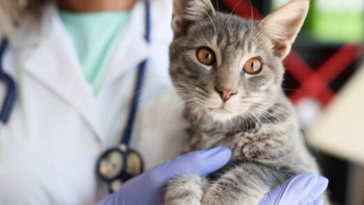 A grey cat being held by a vet.