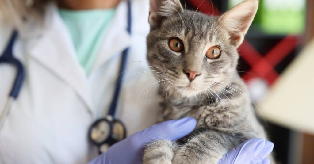 Seekor kucing abu-abu sedang dipegang oleh dokter hewan.