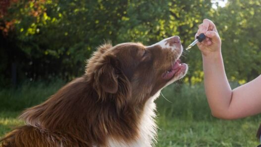 A person is feeding their dog a supplement from a dropper.