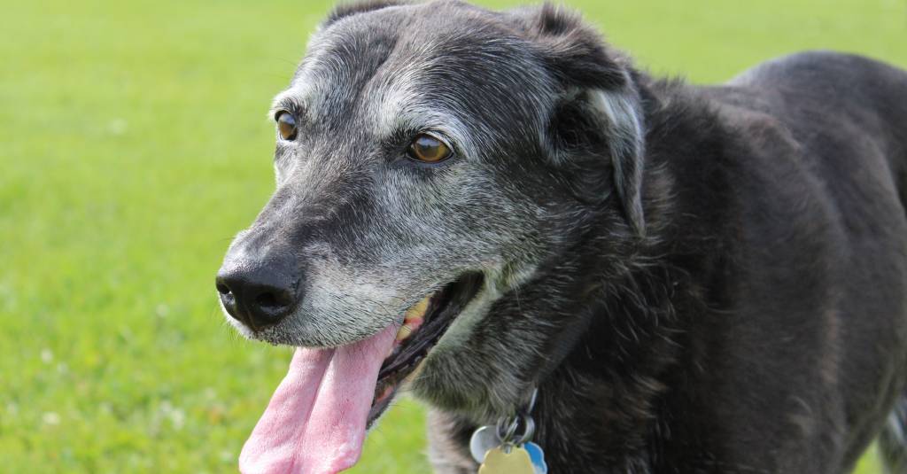 An old dog with gray fur is panting.