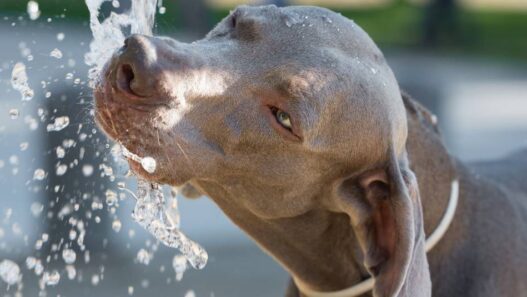 A dog drinking from a water fountain