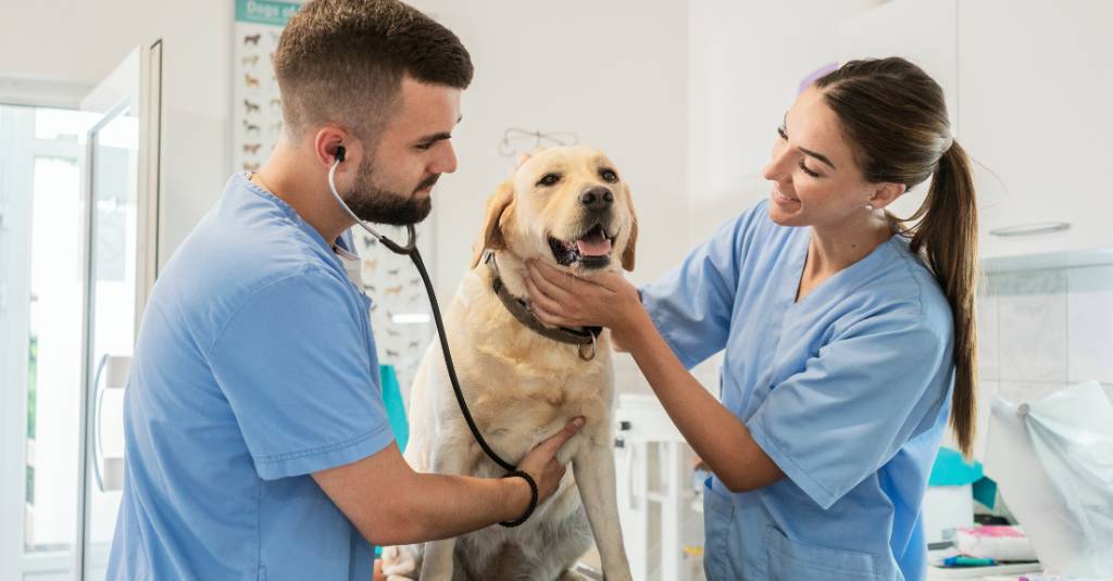 Two veterinarians are trying to diagnose an adult dog in their office 