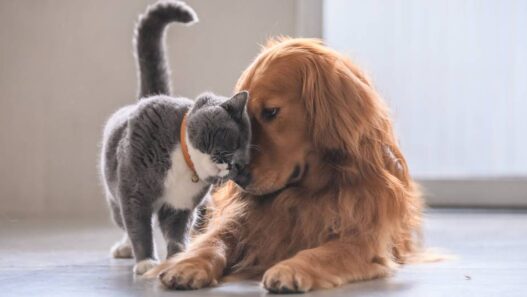 A friendly gray cat is brushing its face against a dog's head.