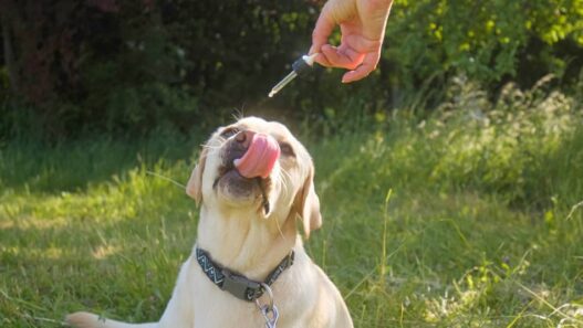 A dog eating a supplement from a dropper.