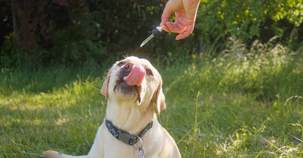 A dog eating a supplement from a dropper.