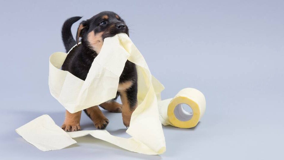 A puppy dog playing with toilet paper