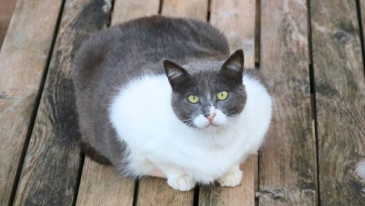 A fat gray and white cat