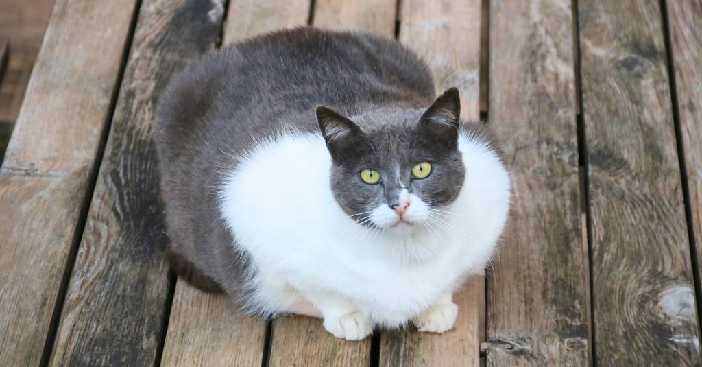 A fat gray and white cat
