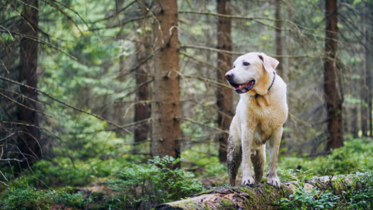 A muddy dog stands on top of a fallen log in the forest.