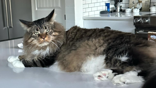 A large cat on a countertop.