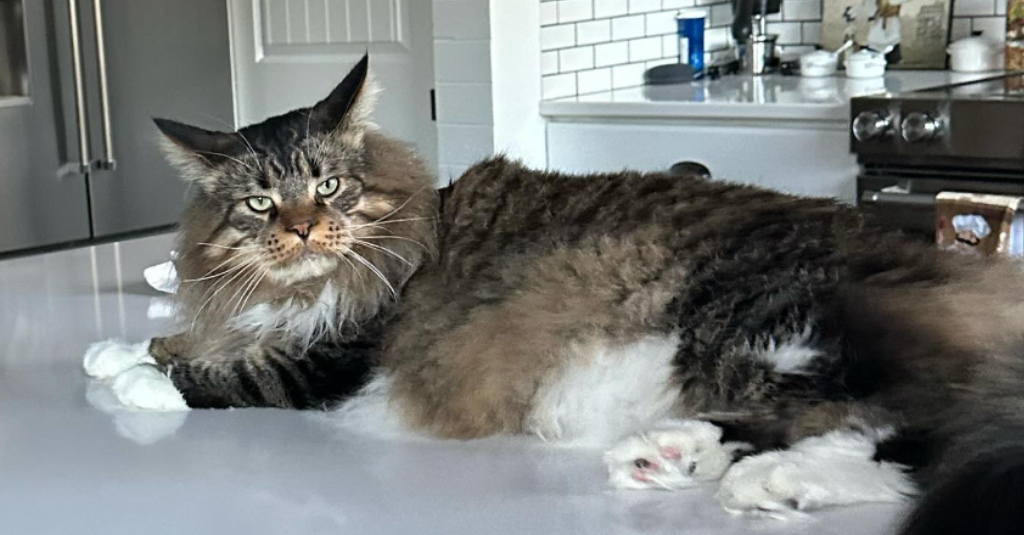 A large cat on a countertop.