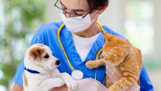 A vet holding a puppy and a cat.