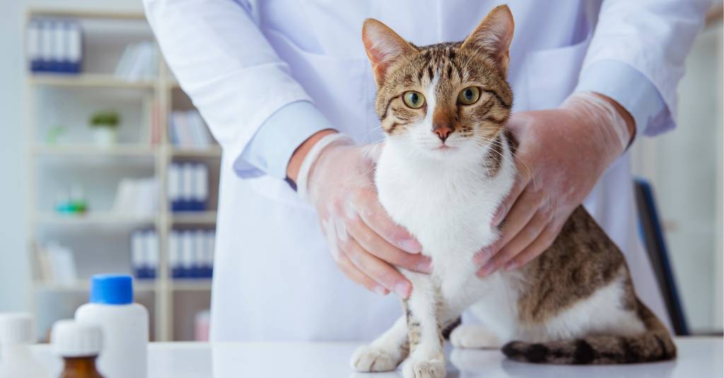 A cat at the vet's office.