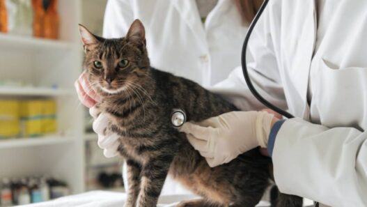 A cat at the vet's office having its heartbeat listened to by a stethoscope.