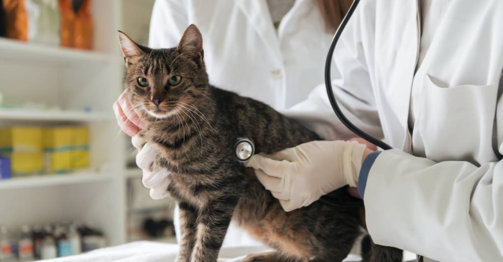 Hyperthyroidism in Cats: Causes, Treatment, and Support