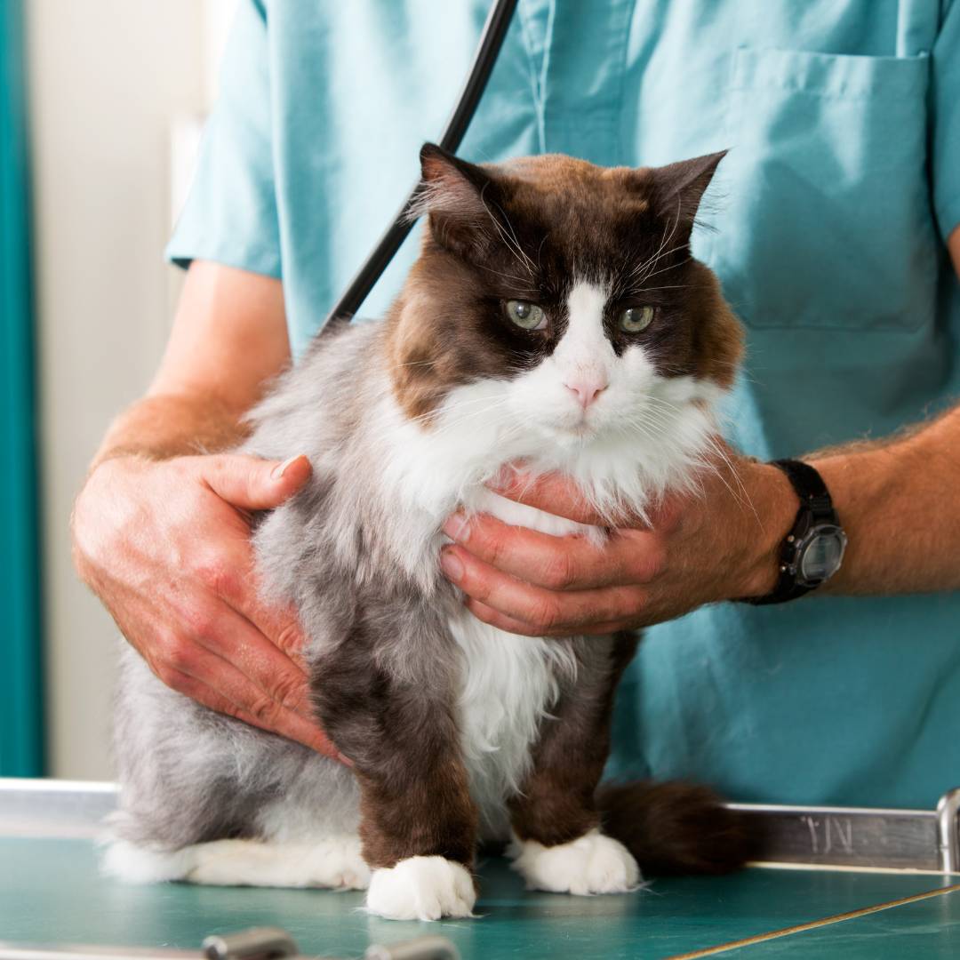 A cat being handled by a vet.