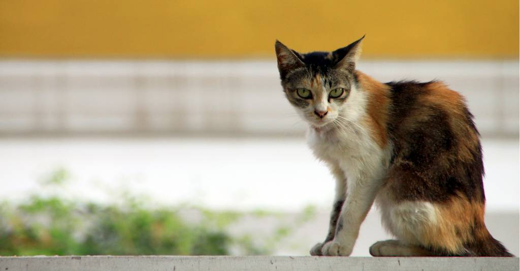 A scruffy looking cat is sitting down outside.