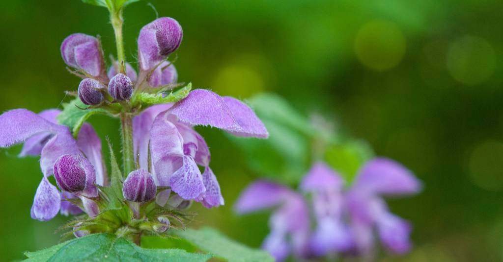 Skullcap blooming.