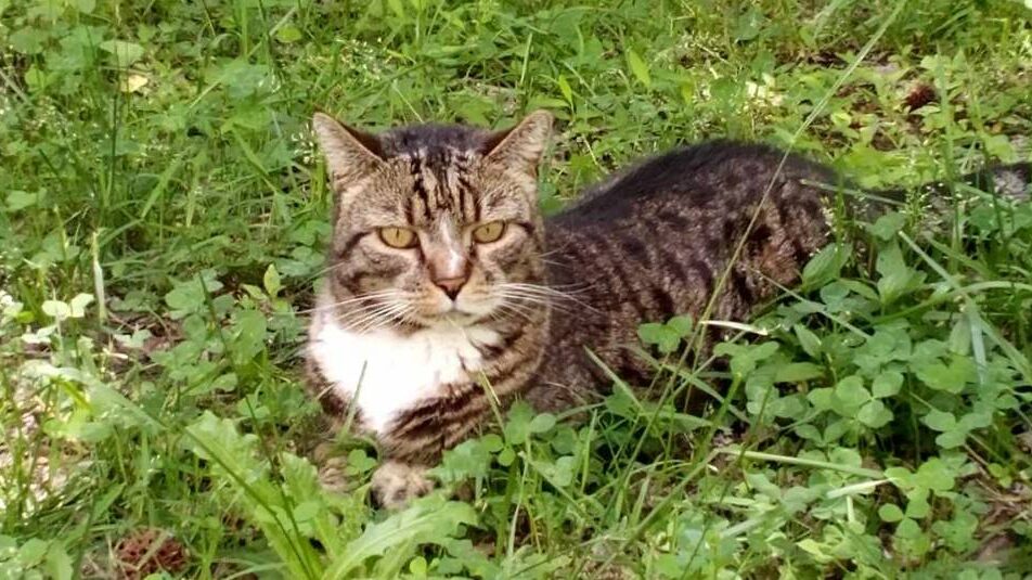 A cat outside in tall grass and foliage.