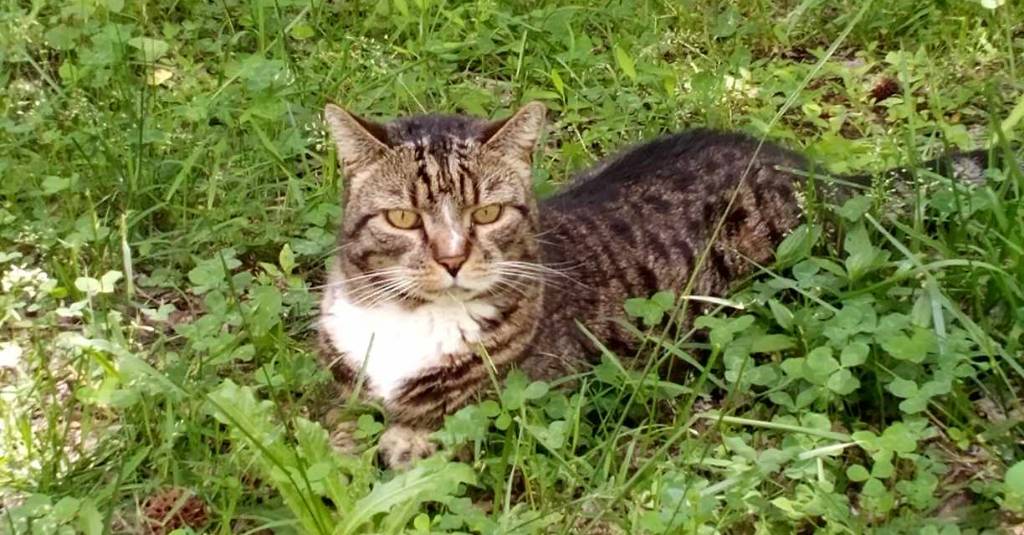 A cat outside in tall grass and foliage.