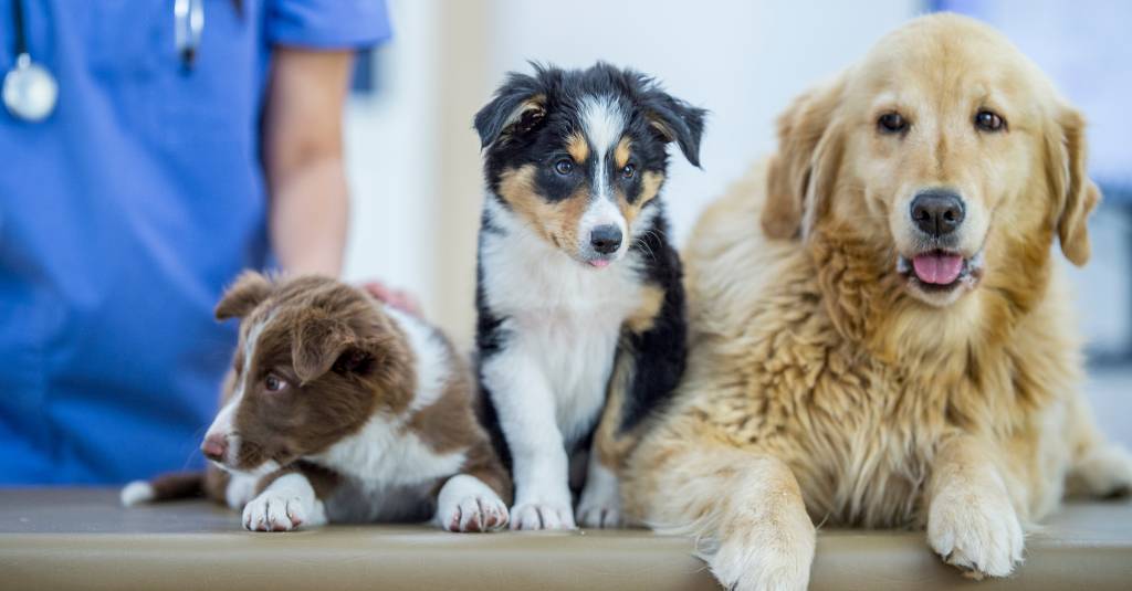 Three dogs at the vet's office.