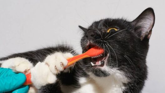 A kitten biting down on a toothbrush.