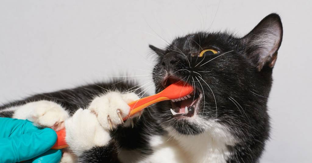 A kitten biting down on a toothbrush.