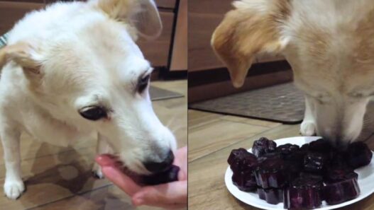 A dog eating a homemade dog popsicle.