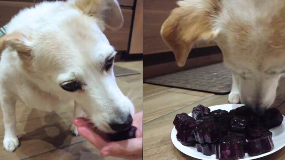 A dog eating a homemade dog popsicle.