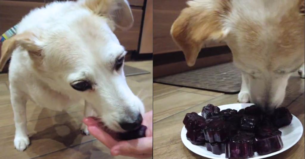 A dog eating a homemade dog popsicle.