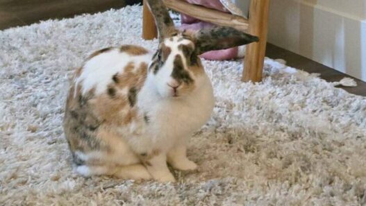 A rabbit on a rug.