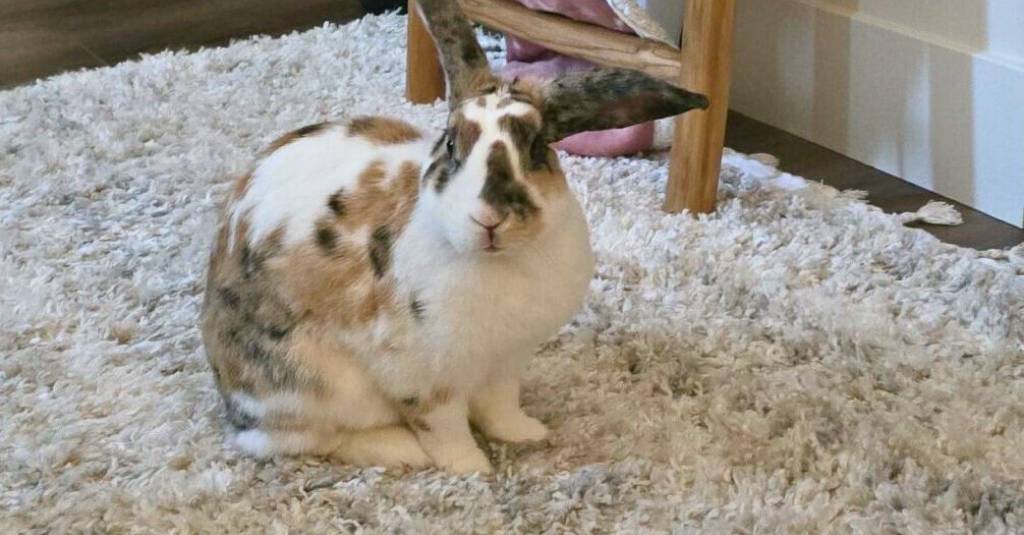 A rabbit on a rug.