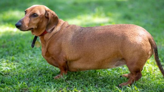 A fat dog stands in the grass.