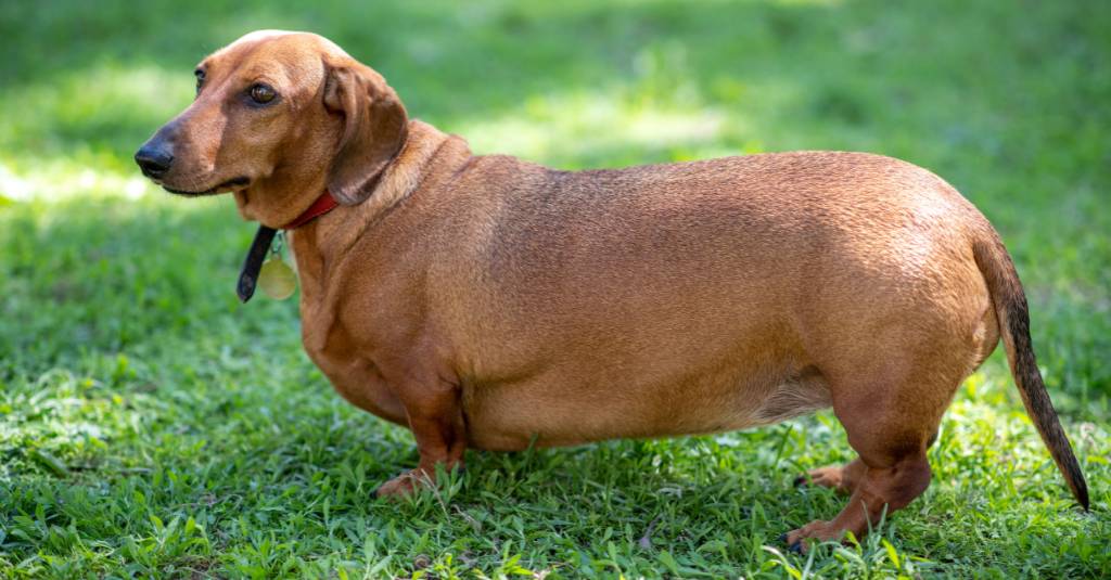 A fat dog stands in the grass.