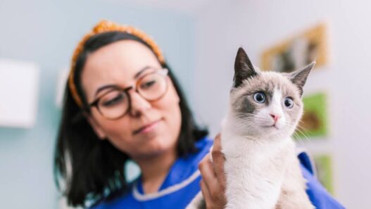 A cat being held by a vet.