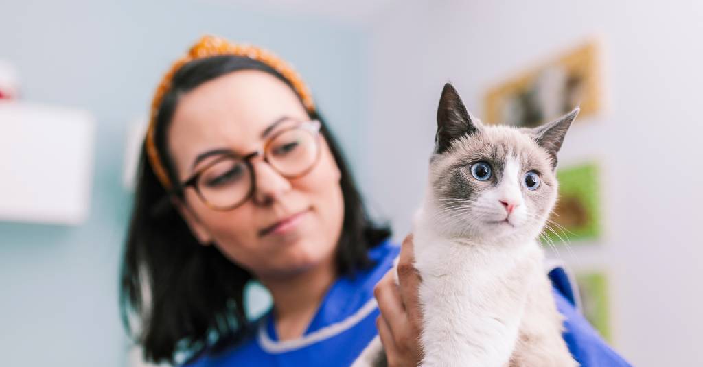 A cat being held by a vet.