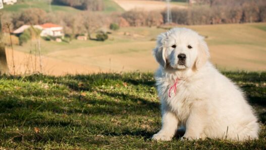 A white puppy in a field