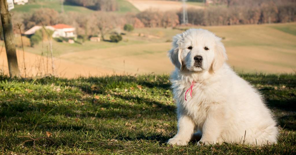 A white puppy in a field