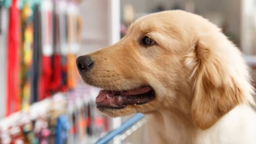 A dog looking at leashes at the pet store.