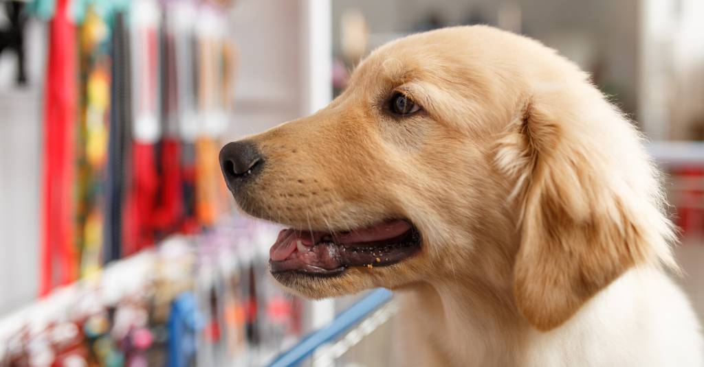 A dog looking at leashes at the pet store.