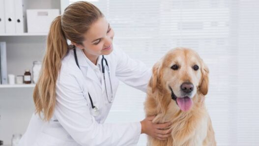 A dog at the vet's office.